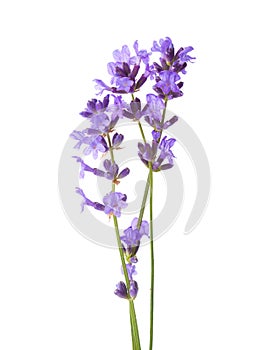 Three sprigs of Lavender isolated on white background photo