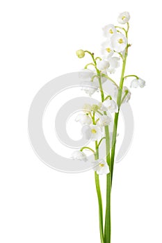 Three sprigs of Lily of the Valley. photo