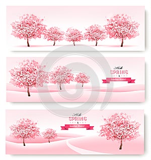 Three spring banners with pink cherry blossom trees.