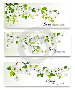 Three spring nature banners with blossom of cherry