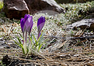 three spring purple crocuses flowers in spring on sunny meadow