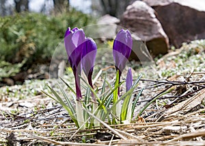 three spring purple crocuses flowers in spring on sunny meadow