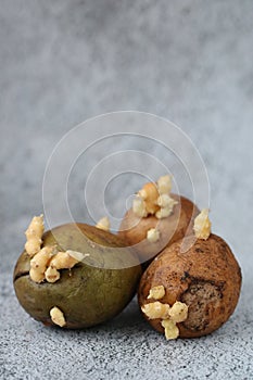 The three sprouted tubers of a potato on a grey concrete background, vertical, copy space