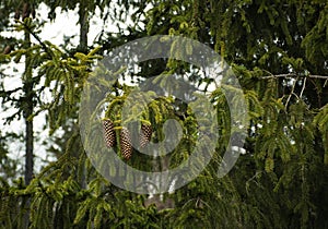 Three spruce cones on a tree