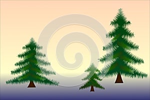 Three spruce trees of different sizes