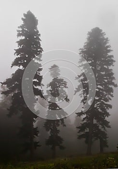 Three spruce trees. in the fog. Misty forest in the legendary an