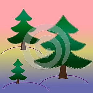 Three spruce trees on sunset background