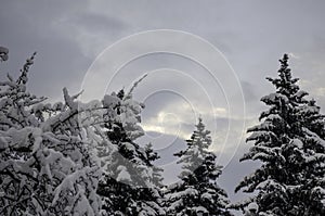 Three spruces in the winter sky