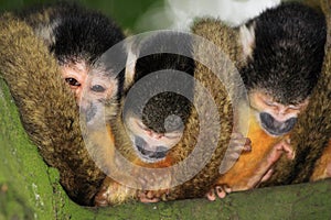 Three squirrel monkey's sleeping in a tree photo