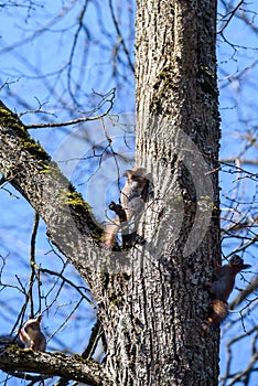 Three Squirrels on tree trunk