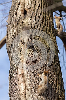 Three squirrels on a tree trunk