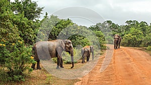 Three Sri Lankan elephants Elephas maximus maximus