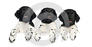 Three Stabyhoun puppies leaning on a white board,