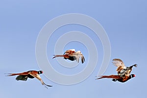 Three stages of pheasant flight