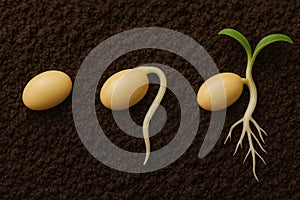 Three Stages of Seed Germination in Soil