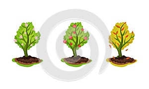 Three Stages Of Tree Life In Different Seasons Vector Illustration