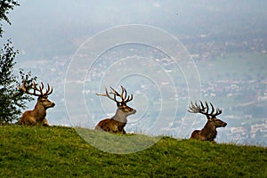 Three stags