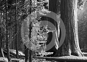 Three stalwart sequoias photo