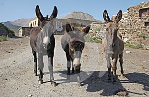 Three standing burros