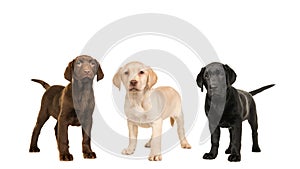 Three standing labrador puppy dogs in the official colors, brown, black and blond