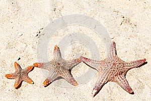 Three starfish on beach