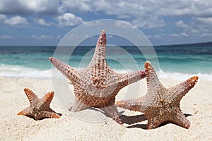 Three starfish on beach