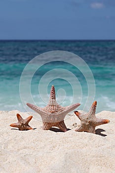 Three starfish on beach