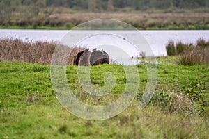 Three starlings on the back of a brown wild horse. Seen from the back. Part of horse, lake in background. selctive focus