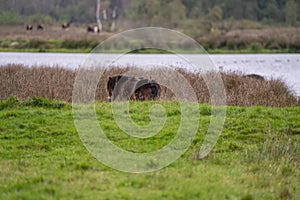 Three starlings on the back of a brown wild horse. Seen from the back. Part of horse, lake in background. selctive focus