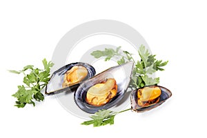 Three steamed mussels with parsley on a white background. Shell food