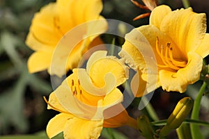 Three Stella de Oro Flowers in Bloom