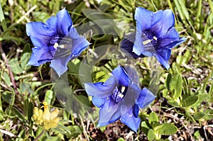Three stemless gentians in the french Alps
