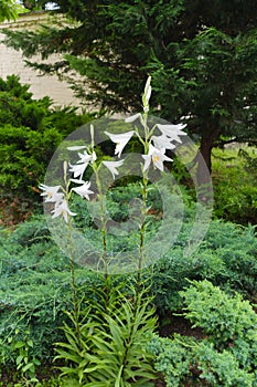 Three stems of Lilium candidum with white flowers