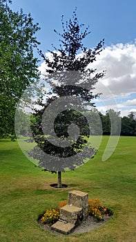 Three steps isolated in the grass