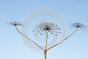 Three sticks of dry hogweed with crowns on backgro