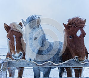 The three Stooges Icelanders eating up their fence