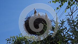 Three storks (an adult bird and young birds) in the nest