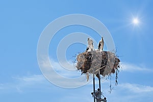 Three storks in a nest. In the background is blue sky