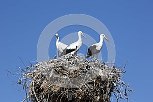 Three storks in nest on chimney