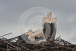 Three storks on the nest in the rain - 5