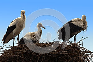 Three storks sitting in their nest