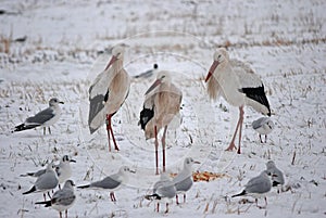 Three storks in the snow