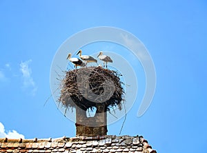 Three storks are standing on the nest