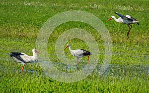 Three storks together in a meadow