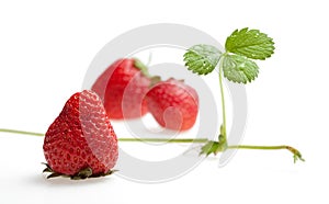 Three strawberries and sprout with runner