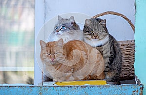 three stray cats bask on the balcony in winter snuggling up to each other