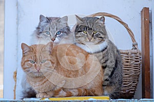 three stray cats bask on the balcony in winter snuggling up to each other