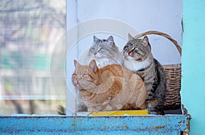 three stray cats bask on the balcony in winter snuggling up to each other