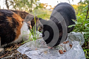 Three stray cats eats food.