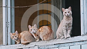 Three Stray Cats with One Grey and Two Ginger on a Building Balcony Looks Around